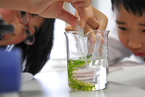 昭和学院小学校