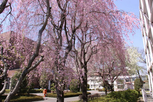 共立女子第二中学校・高等学校