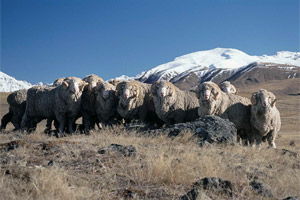ニュージーランドの羊たち