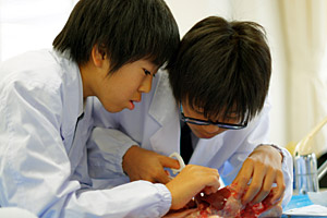 京都学園中学校 鶏の解剖 命の大切さを学びました