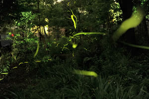 小野学園女子中学・高等学校