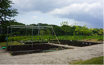 校内の畑