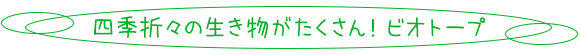 四季折々の生き物がたくさん！ ビオトープ