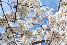 満開の桜！